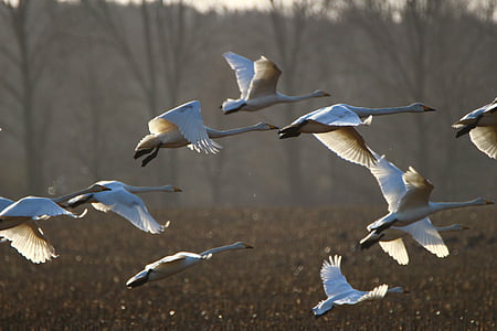 flock of pelican