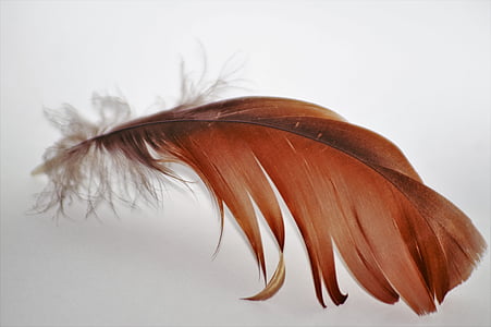 shallow focus photo of brown feather