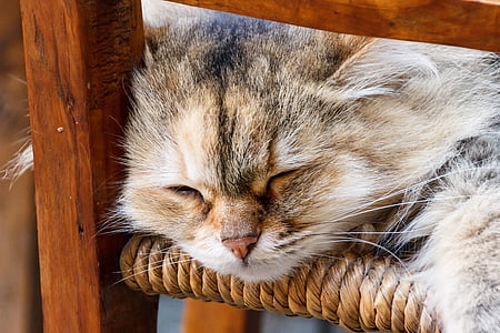 gray cat sleeping on chair