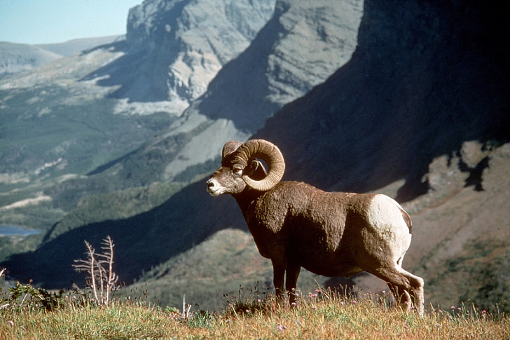 brown ram on grass land overlooking mountains at daytime