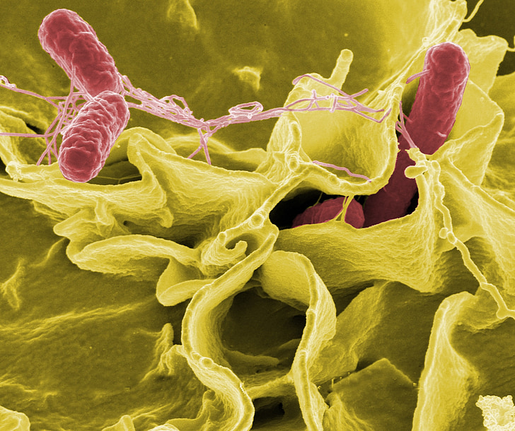 microbial photo