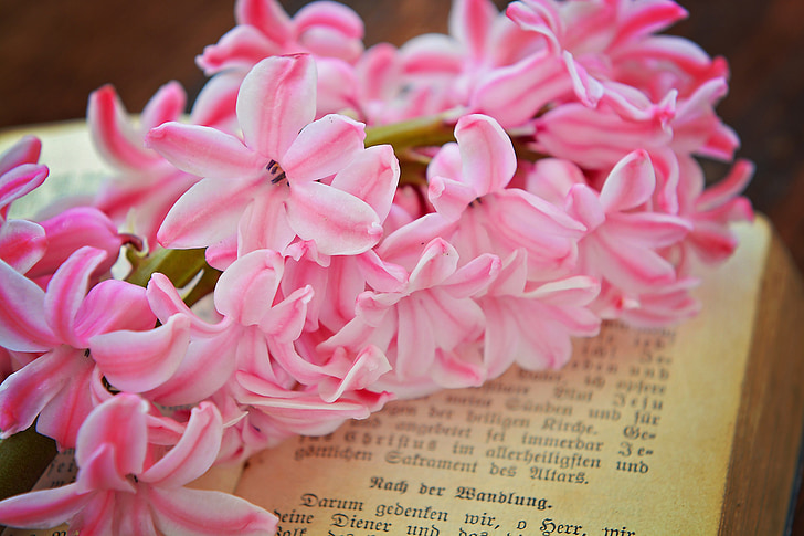 pink-and-white petaled flowers