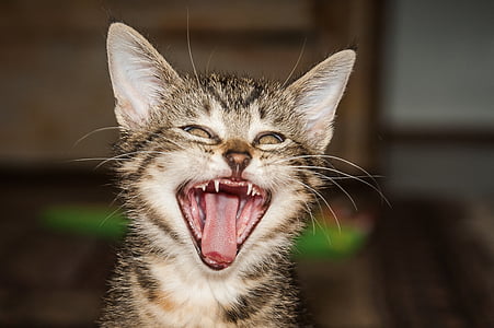 brown tabby cat yawn
