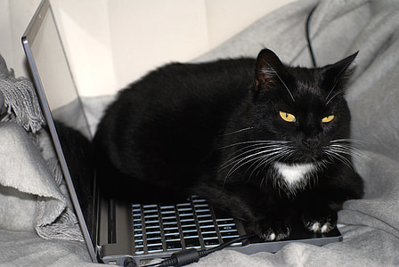 black tuxedo cat lying on black laptop computer