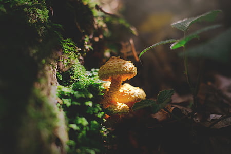 shallow focus photography of orange mushrooms