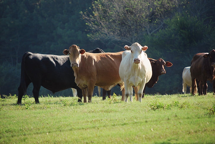 photo of cattle of cows