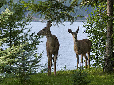 two deers near body of water photography