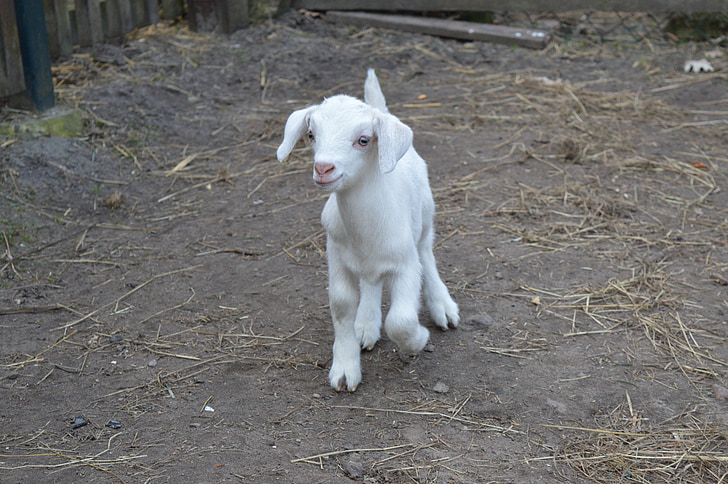 white kid goat on ground