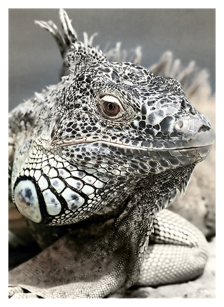 close-up photo of white and gray lizard