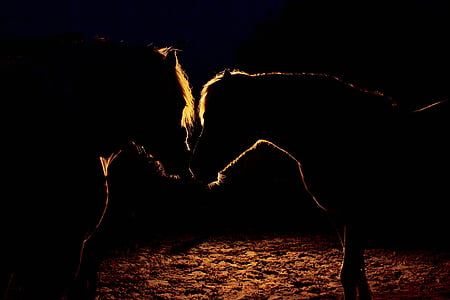 silhouette of two horses