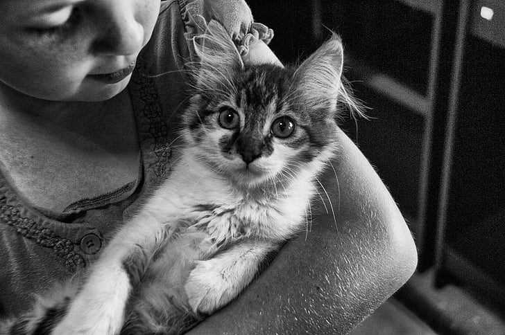 grayscale photography of kitten