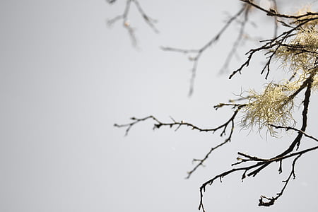 depth of field photography of tree branch