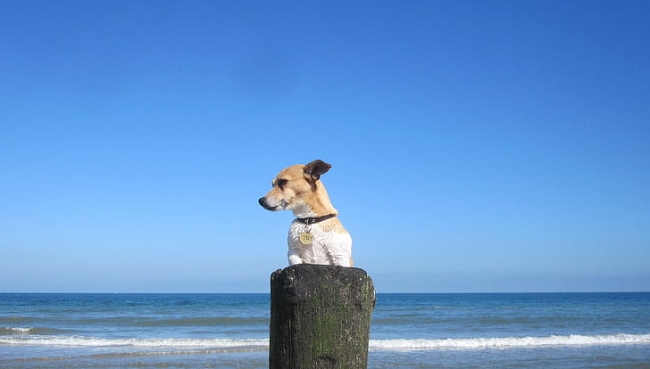 dog standing on wood near sea