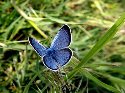 blue and black moth at daytime