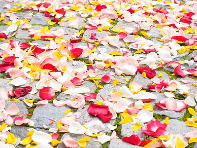 white and red petaled flowers on ground