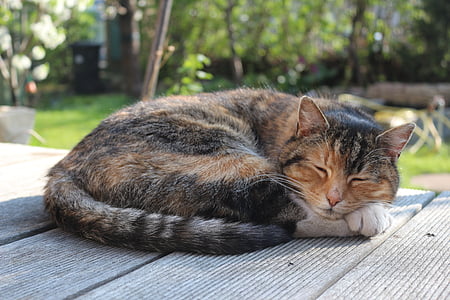 short-fut gray and orange cat sleeping on gray surface outdoors at daytime