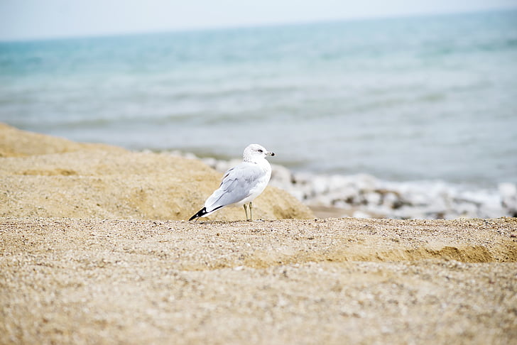 bird standing on beach sand