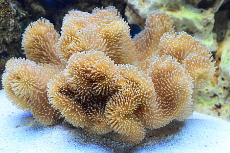 brown coral under water