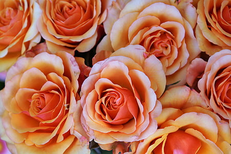 bunch of red and orange rose