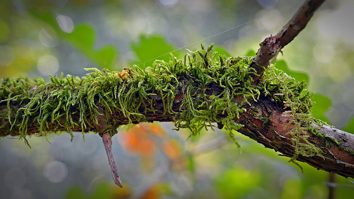 close up photo of green moss in tree branch