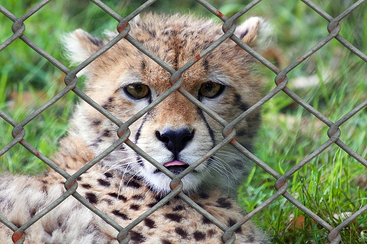 selective focus photography baby cheetah