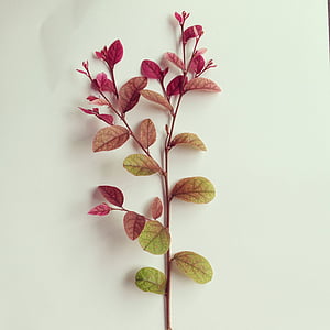 red and green leafed plant