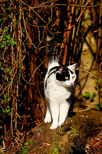 white and black cat perched on trunk