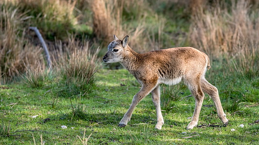 baby deer walking along green grass field