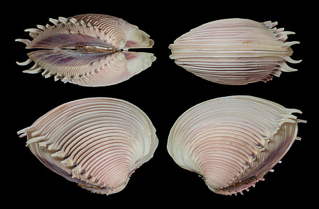 four white seashells