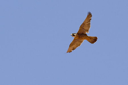 brown eagle flying midair during daytime