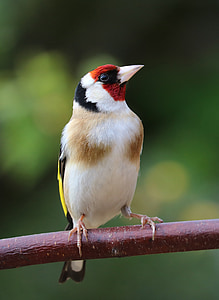 focus photography of European goldfinch