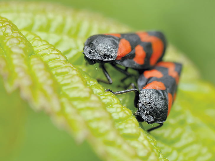 selective focus photography of mating black-and-red striped insects perched on green leaf