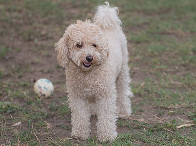brown toy poodle on ground