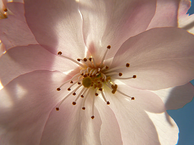 pink and white petal flower
