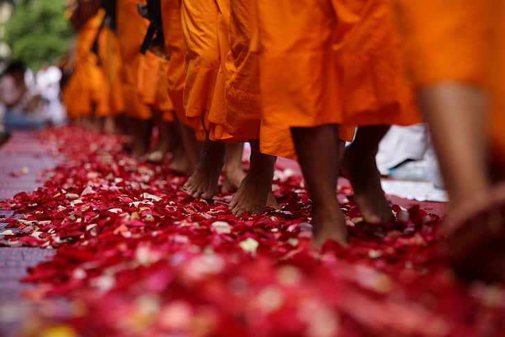mongs walking on flower petals on road during daytime