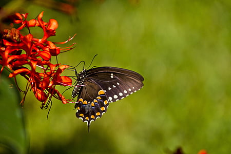 spicebush butterfly perching on red petaled flower