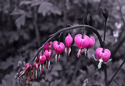 selective color photography of pink bleeding heart flower