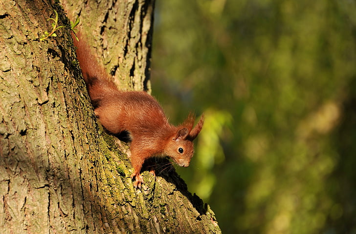 brown squirrel beside tree trunk