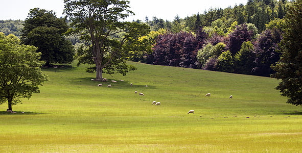 photo of animals on grass field