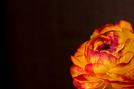 close up photo of orange ranunculus flower in bloom