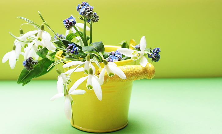 white and blue petaled flowers in yellow vase