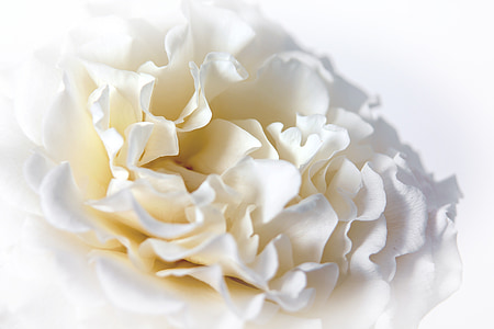 white flower closeup photography