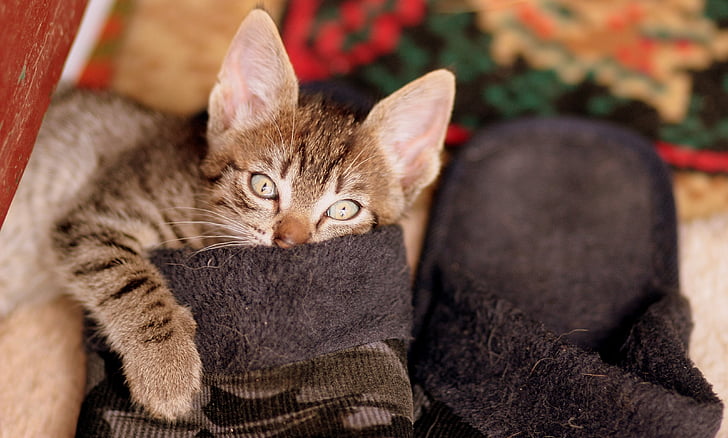 brown tabby cat on brown home slippers