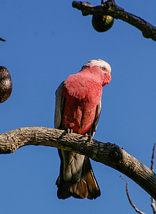 galah parrot perched on branch of tree during daytime