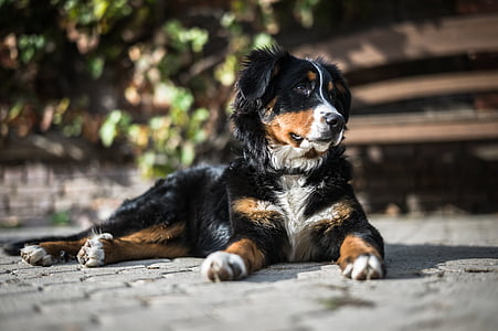 black, brown, and white Bernese Mountain dog on grey pavement during daytime