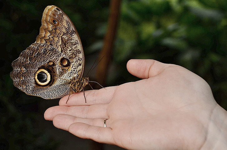 owl butterfly on person's palm near trees