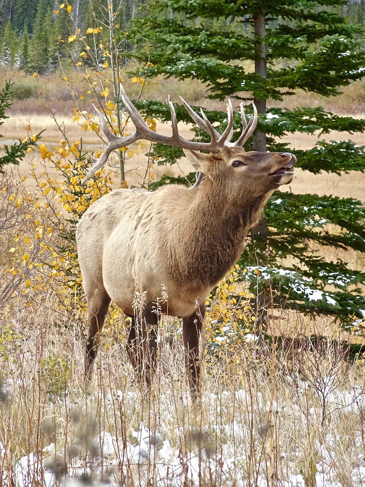 brown moose standing near tree