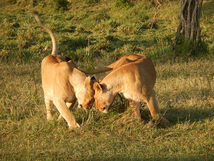 two brown lioness on green grass field during daytime