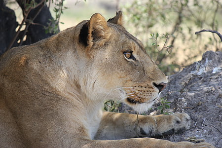 shallow focus photography of brown lioness