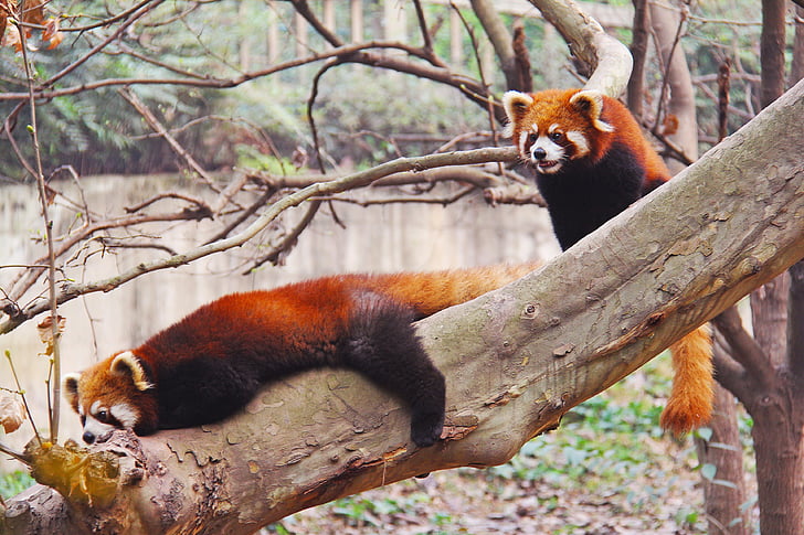 two red pandas on tree branch near a body of water